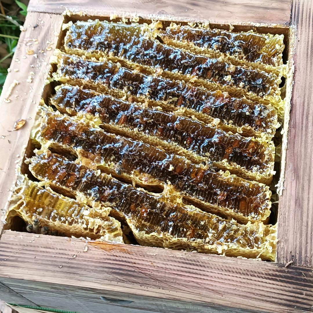 日本蜜蜂はちみつ採れたて880g垂れ蜜