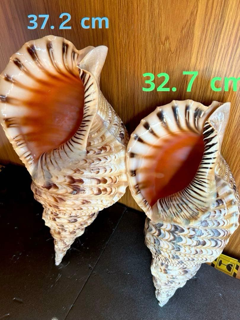 法螺貝　32.７cm