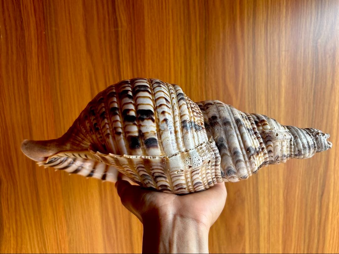 法螺貝　32.７cm