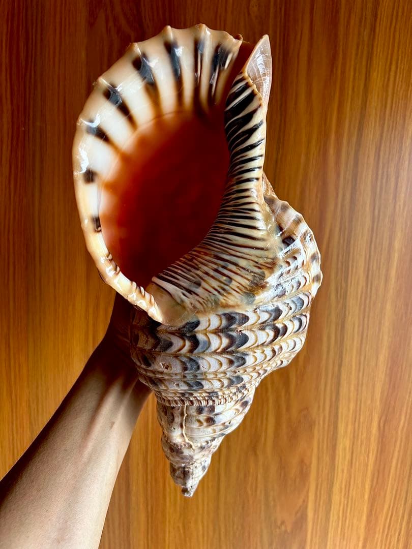 法螺貝　32.７cm