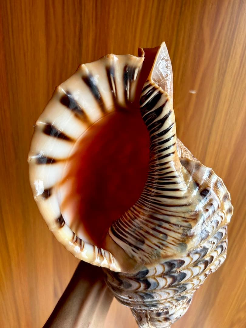 法螺貝　32.７cm