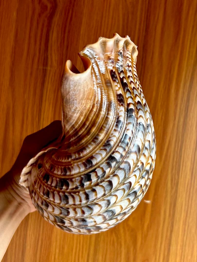 法螺貝　32.７cm