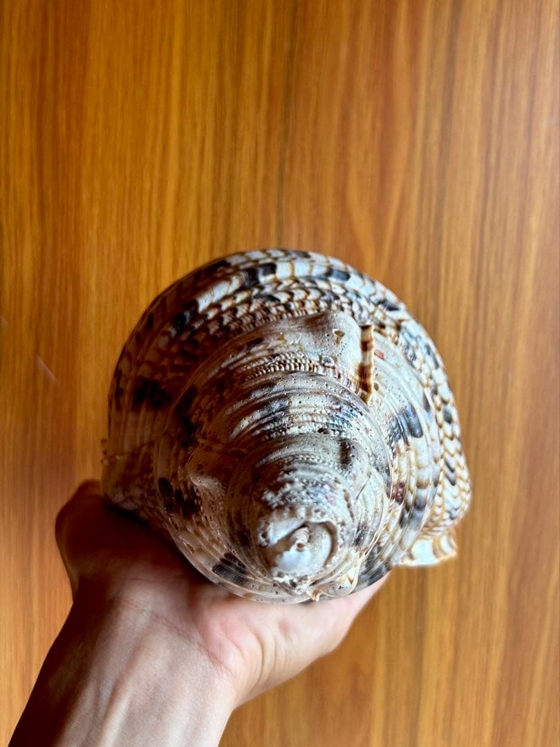 法螺貝　32.７cm