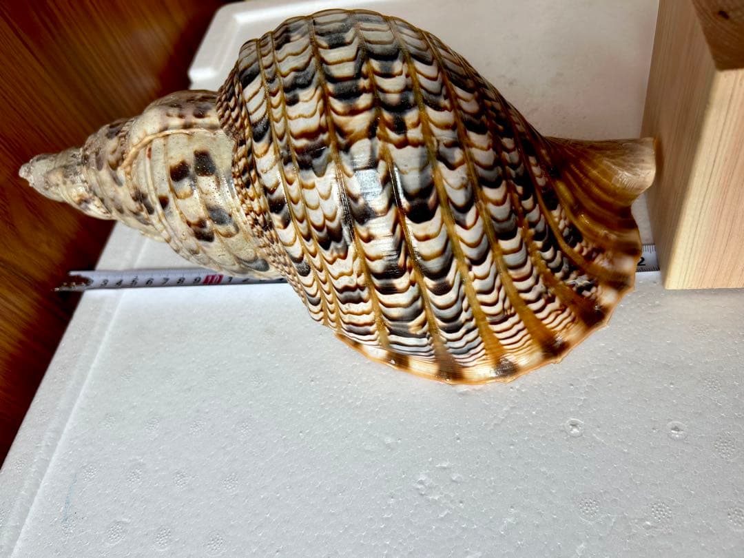 法螺貝　32.７cm