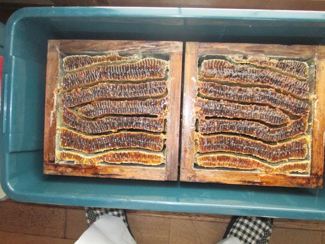 日本蜜蜂（日本ミツバチ）の蜂蜜 2本セット