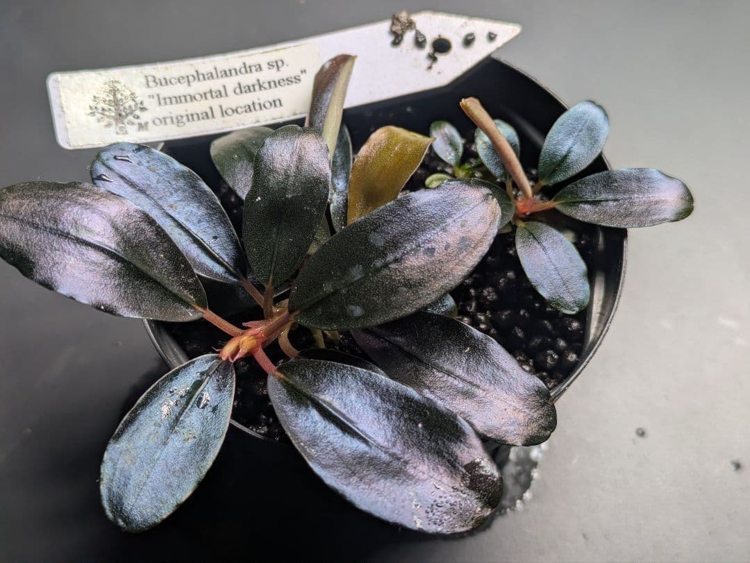 水草 JJJJJ Bucephalandra.immortal darkness