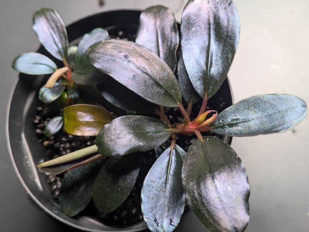 水草 JJJJJ Bucephalandra.immortal darkness