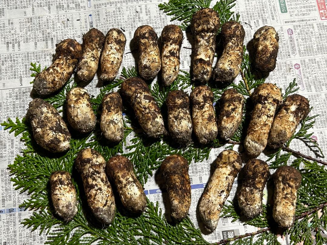 ☆信州産松茸☆ツボミの最高級冷凍松茸210グラム☆まつたけ☆国産松茸☆⑥☆