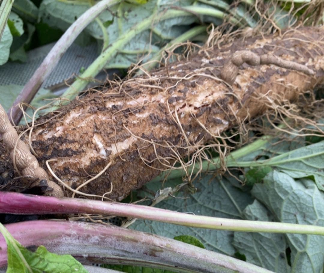 堀川ごぼう‼️新鮮‼️5kg以上‼️掘り立て‼️