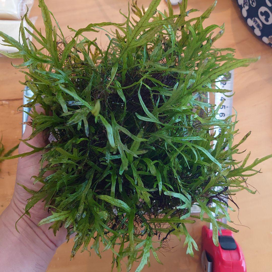 【希少】ミクロソリウムsp サラワクカピットウエスト 特大マザー株