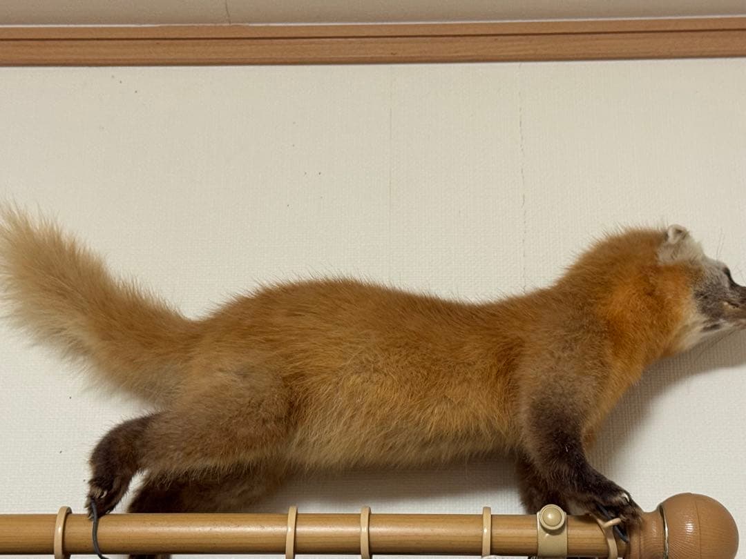 天然テンの剥製