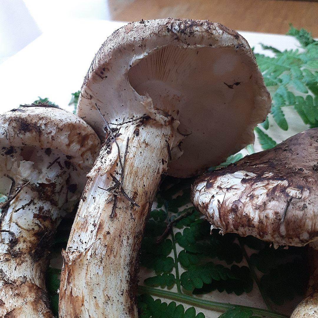 10/13 11時収穫 長野県産 松茸 国産 松茸 203g