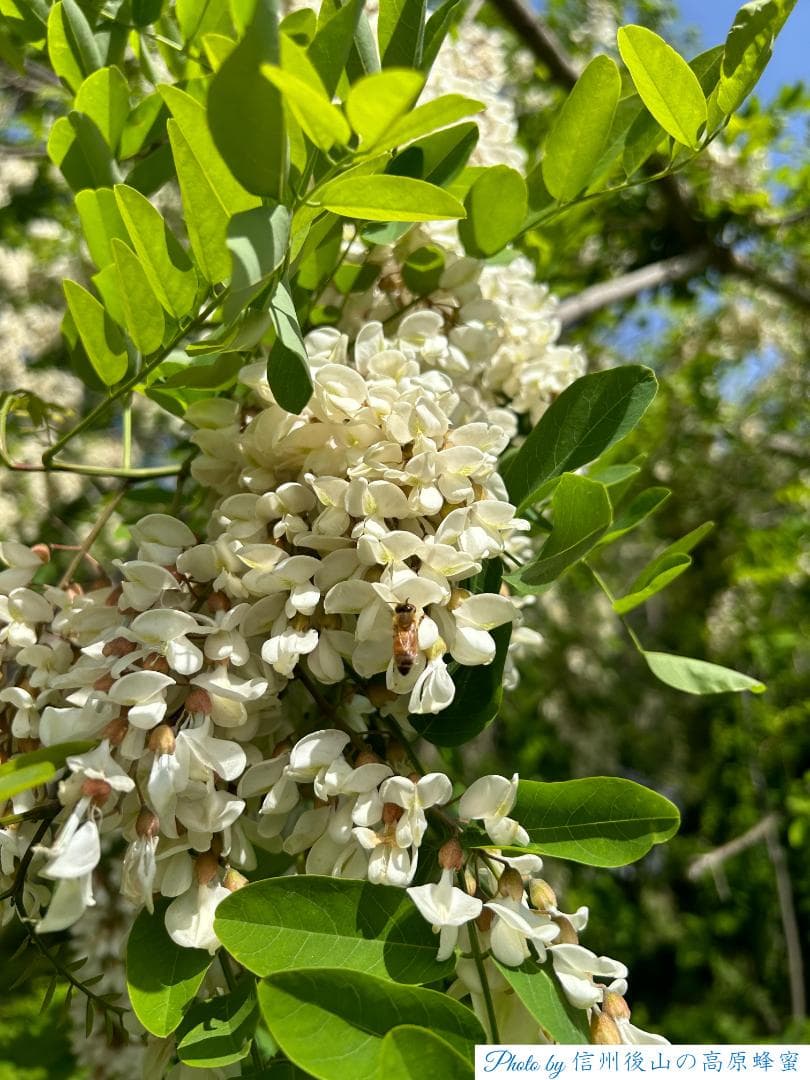 アカシア蜂蜜 1000g 2本 長野県産 国産蜂蜜 生蜂蜜 セイヨウミツバチ