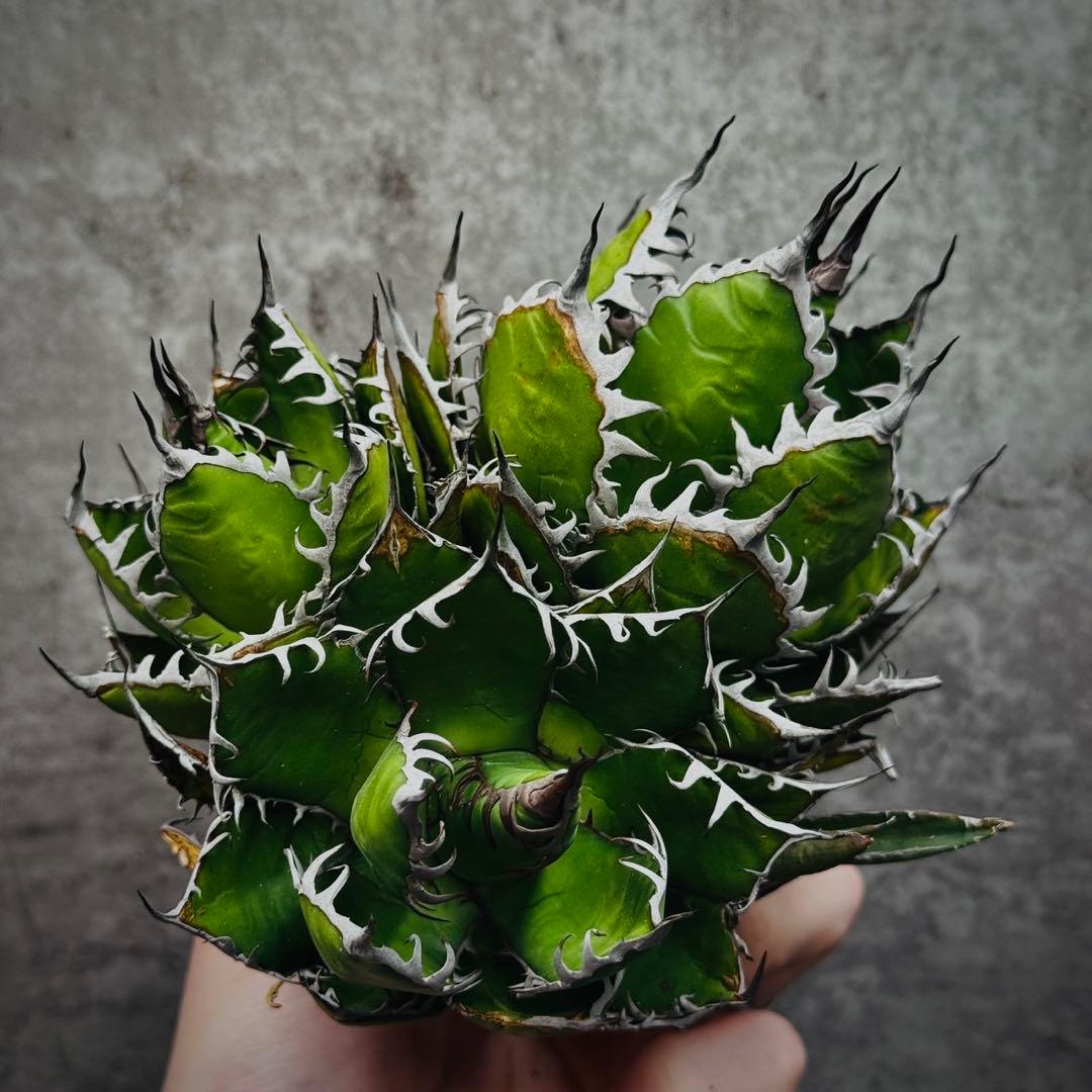 ノ*リ様 多肉植物・アガベ・チタノタ・ホリダ・極上強刺・三頭株