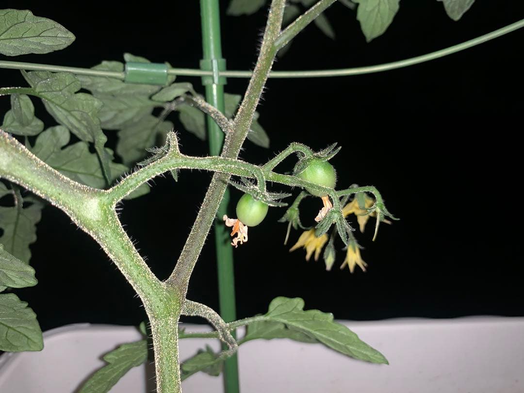 Canon NEW EOS 1000D 値引き可能○