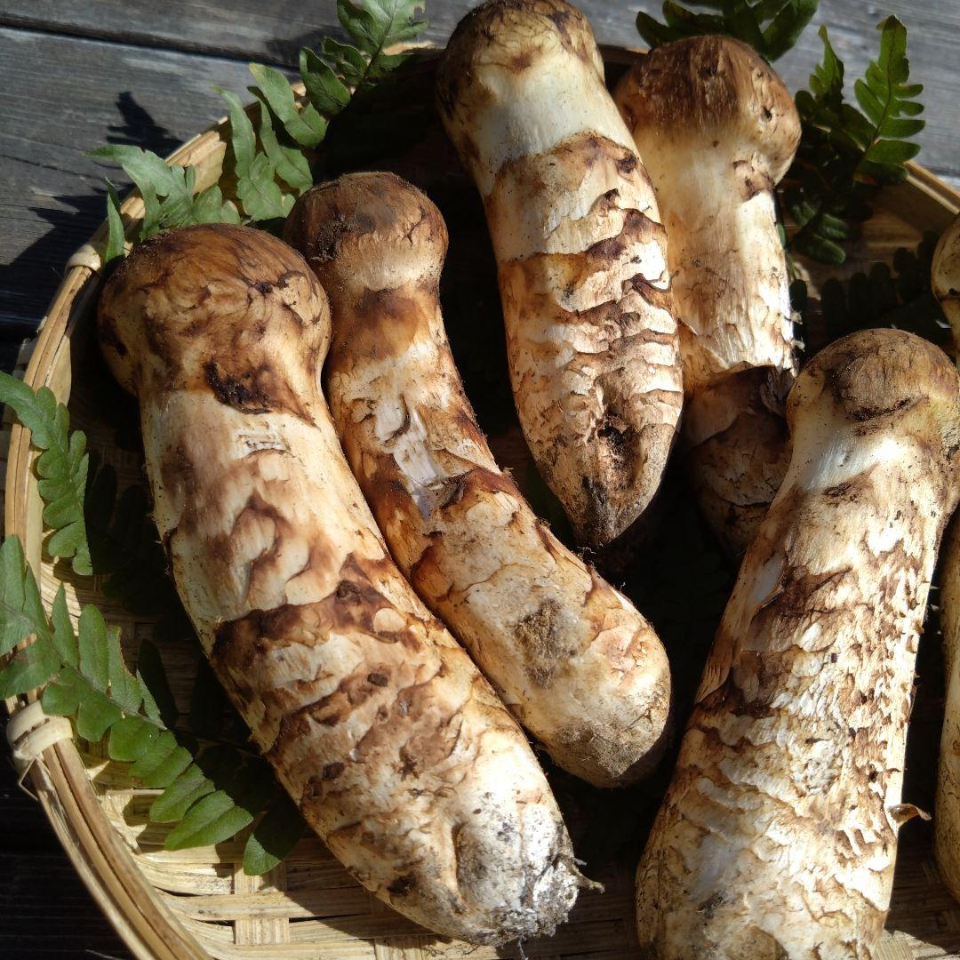 岩手県産マツタケ317g