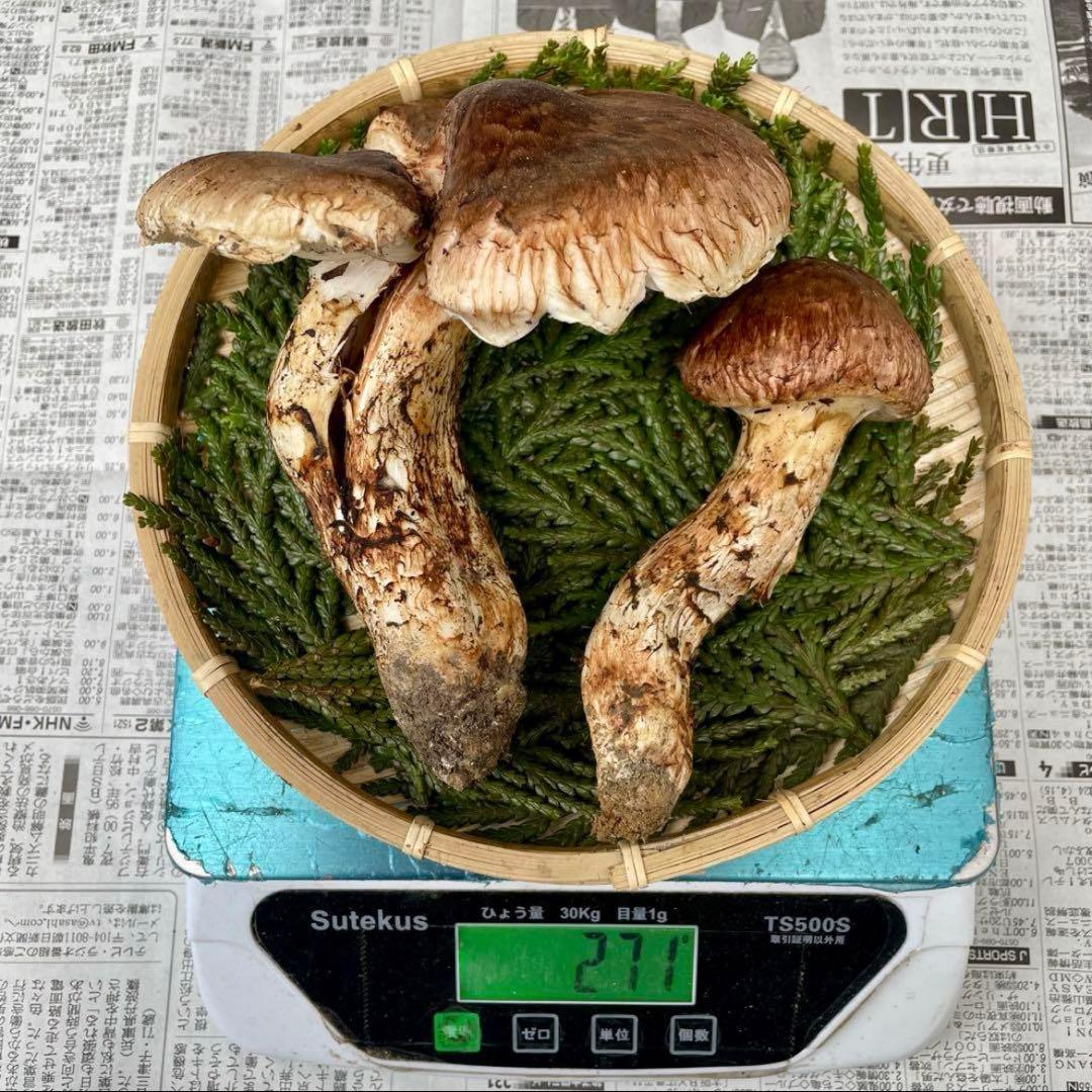 天然きのこ 松茸 国産 マツタケ まつたけ 大自然の凛さん採取その181