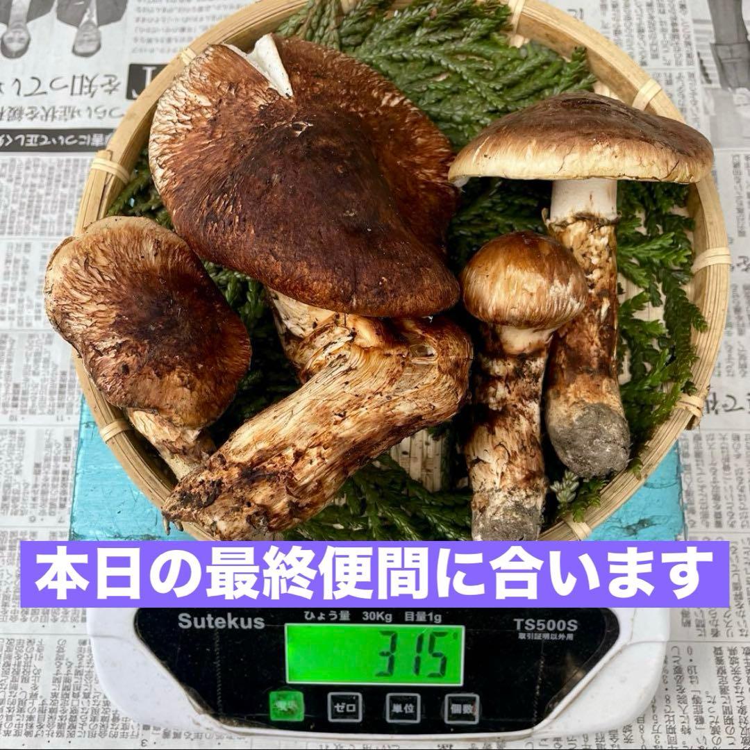 天然きのこ 松茸 国産 マツタケ まつたけ 大自然の凛さん採取その185