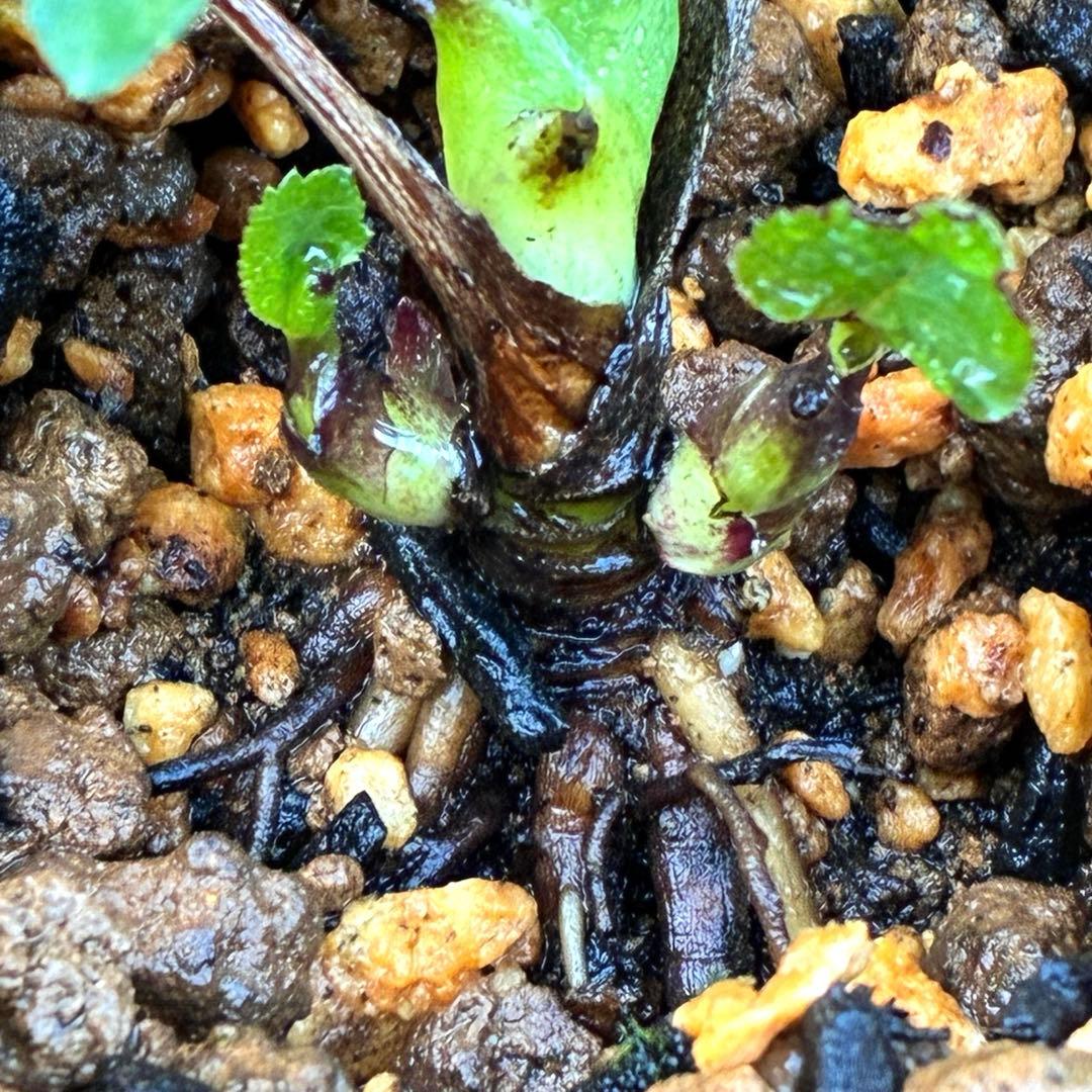 ヒ*イ様 ☘️蕾付き☘️3317⭐️小輪⭐️ペールピンクぼかし⭐️クリア美人⭐️