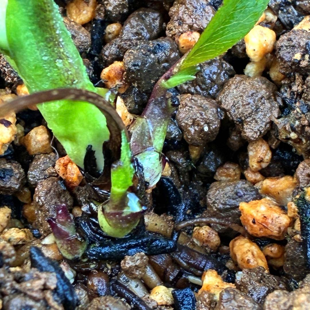 ヒ*イ様 ☘️蕾付き☘️3317⭐️小輪⭐️ペールピンクぼかし⭐️クリア美人⭐️