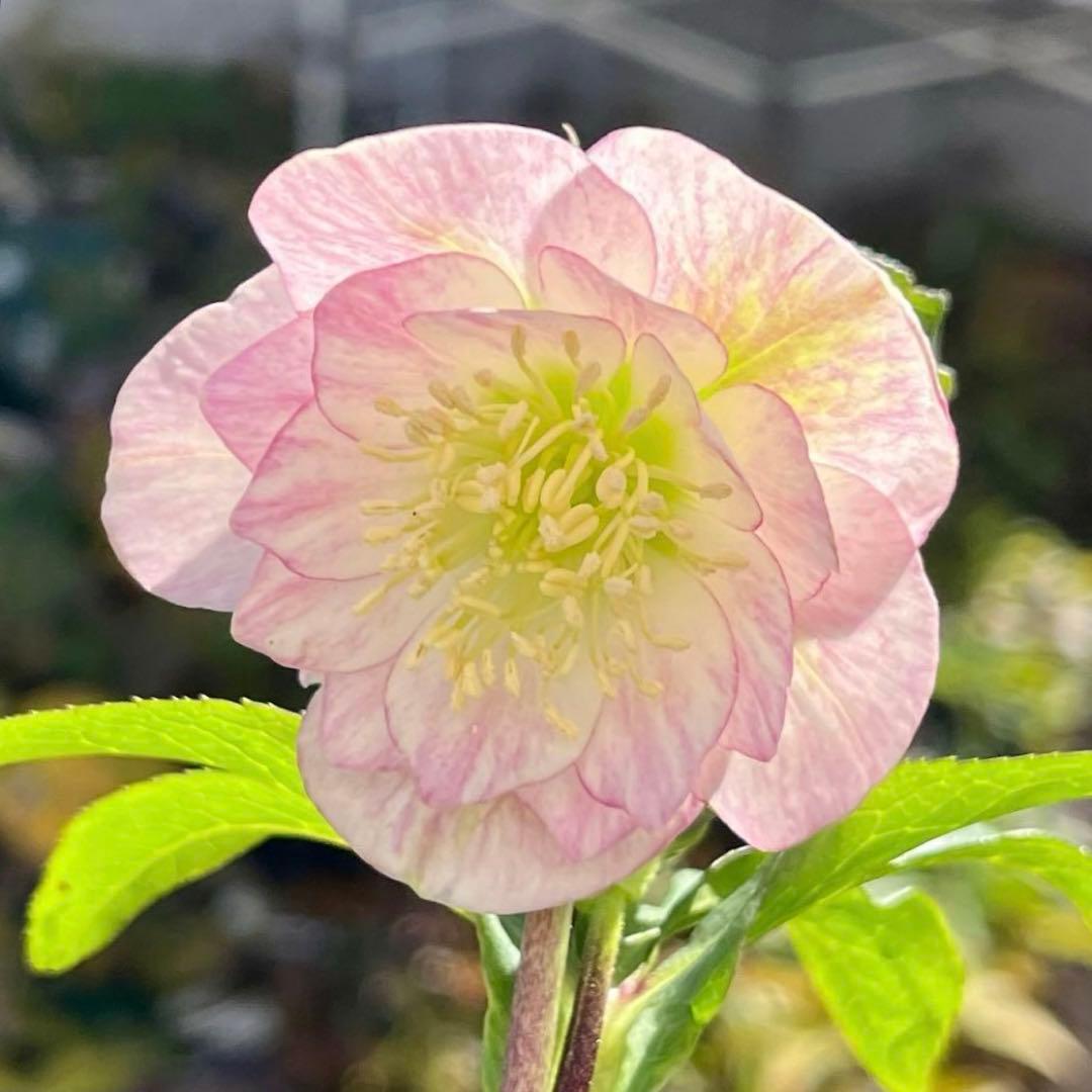 ヒ*イ様 ☘️蕾付き☘️3317⭐️小輪⭐️ペールピンクぼかし⭐️クリア美人⭐️