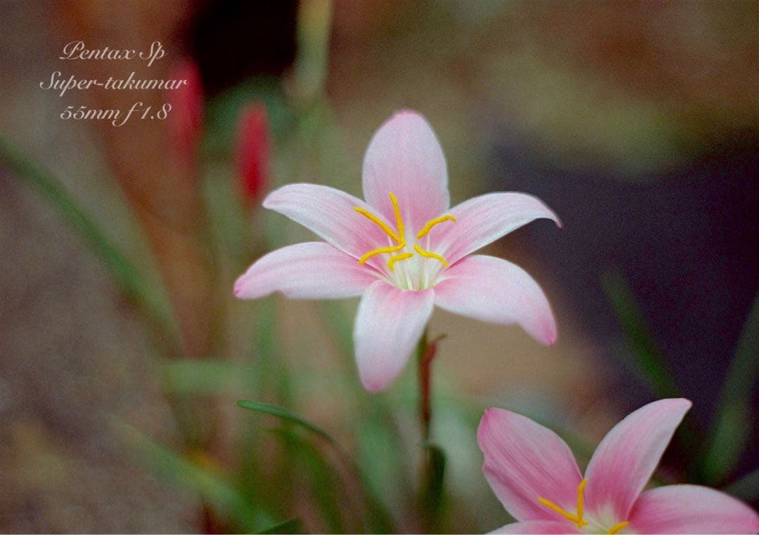 ★ブラウンベージュリザード本革外装★pentax sp ★完動＊美品＊初期保証