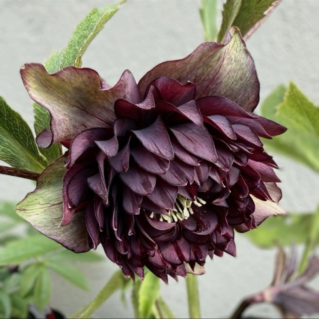 広瀬園芸 クレオパトラ クリスマスローズ