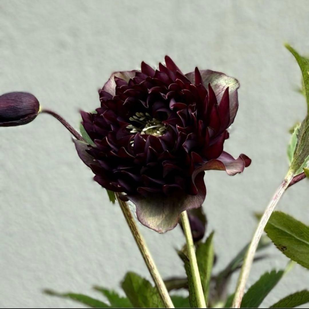 広瀬園芸 クレオパトラ クリスマスローズ