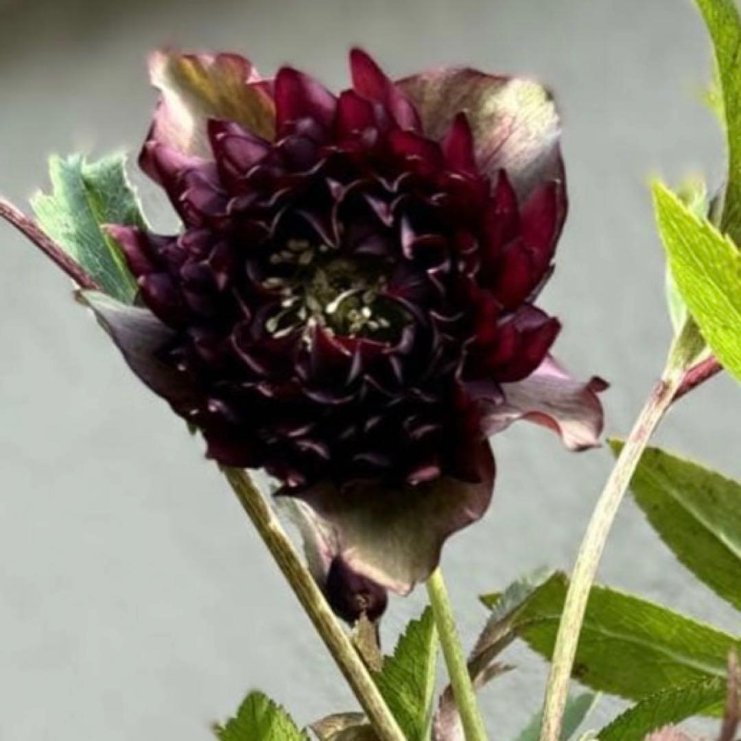 広瀬園芸 クレオパトラ クリスマスローズ