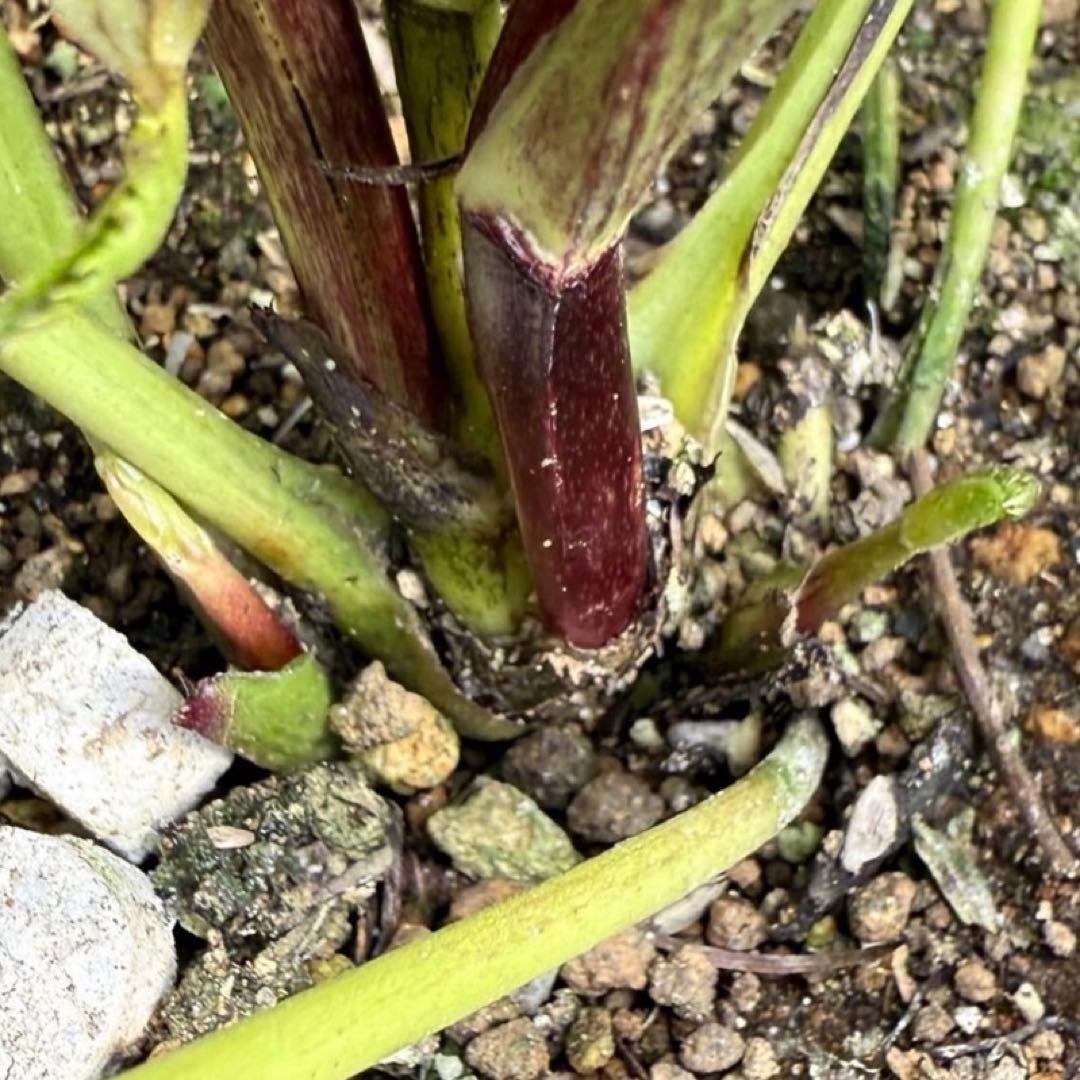 広瀬園芸 クレオパトラ クリスマスローズ