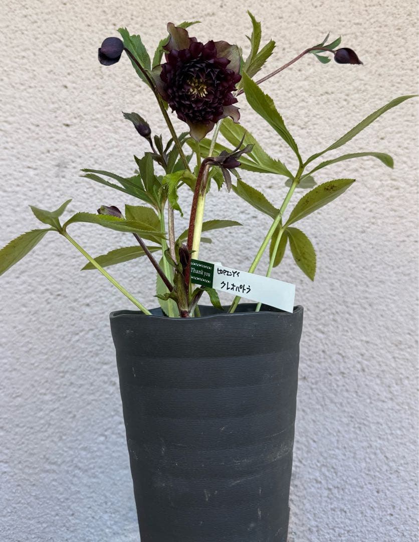 広瀬園芸 クレオパトラ クリスマスローズ