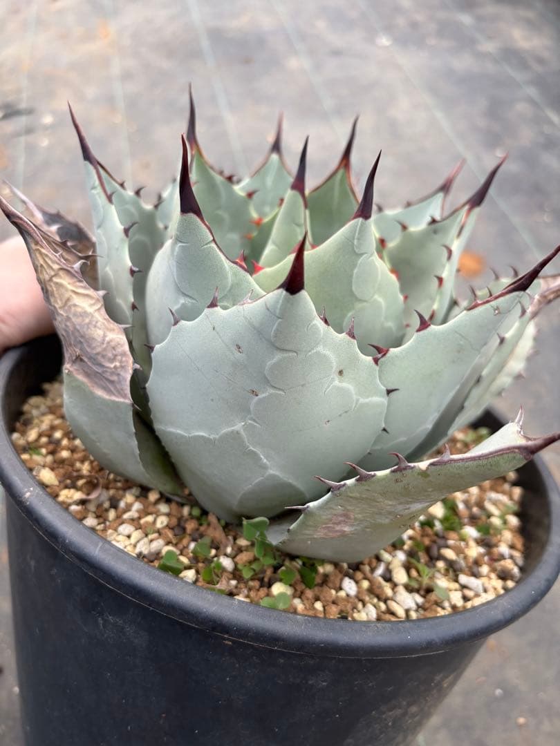 アガベ　パリーハイブリッド　検索　リップルエフェクト　オリザバ