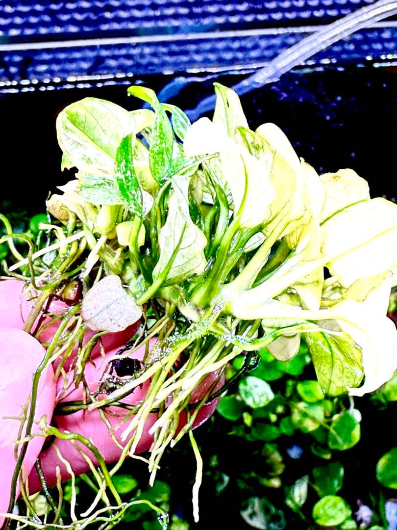 アヌビアス・ナナホワイト＋ブセファランドラ・バイオレット　セット