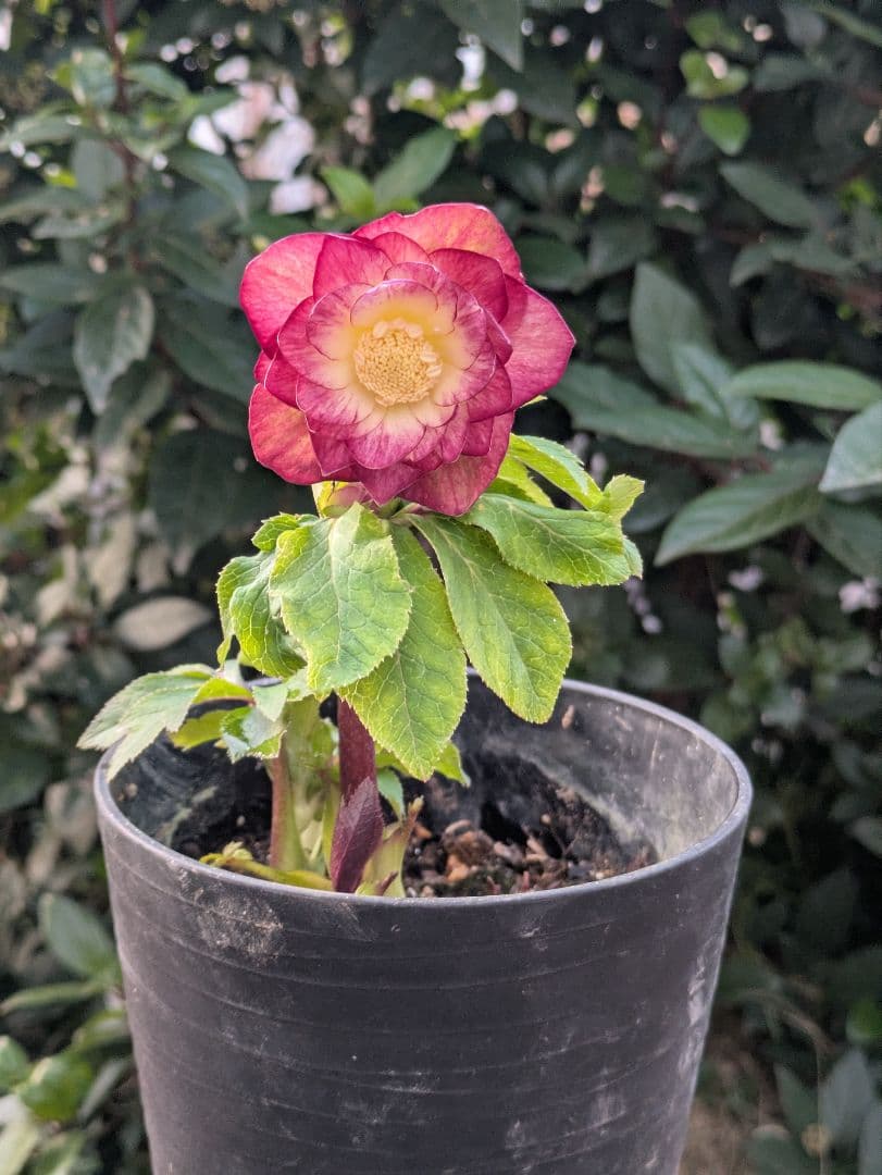 【美株】​広瀬園芸 クリスマスローズ オーレア系レッドグラデーション DD