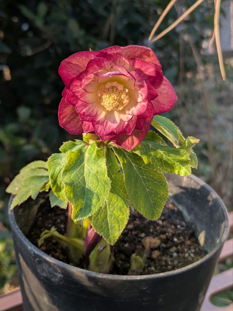 【美株】​広瀬園芸 クリスマスローズ オーレア系レッドグラデーション DD