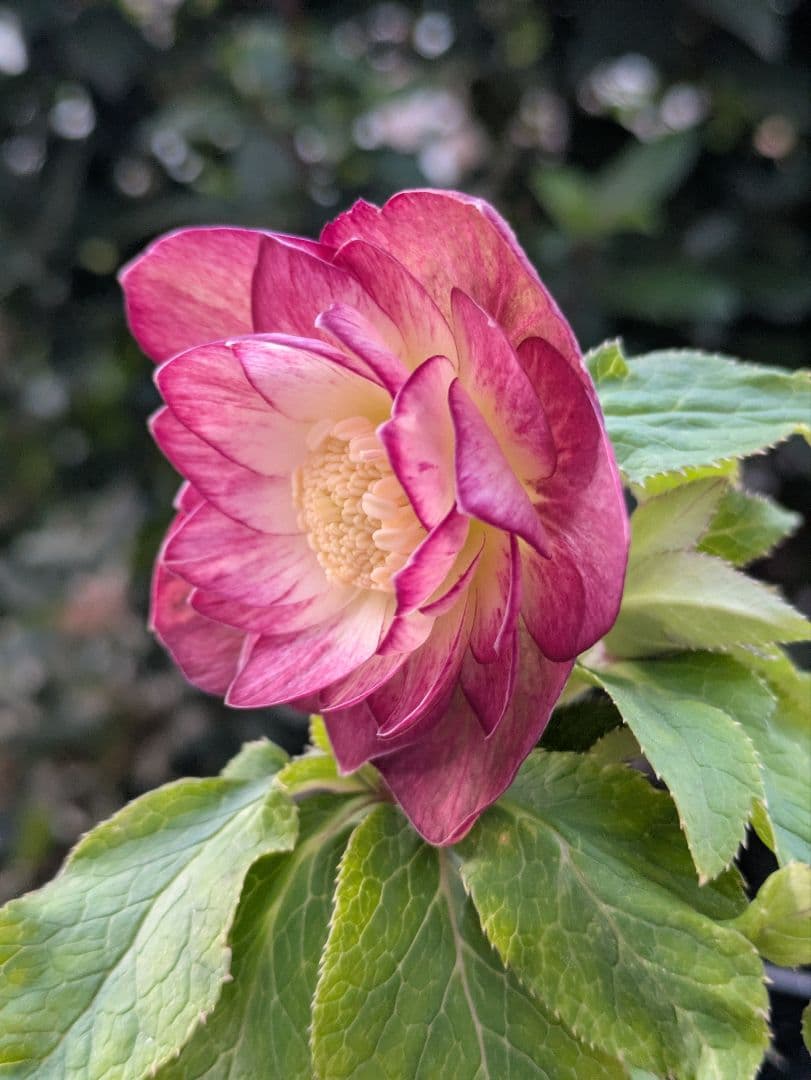 【美株】​広瀬園芸 クリスマスローズ オーレア系レッドグラデーション DD