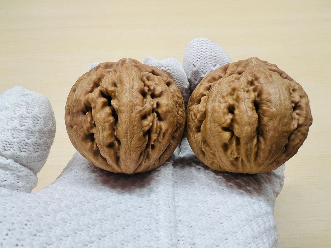 ソノラン様专用 文玩堂：ティラノサウルス（コレクションおよびティラノサウルス）