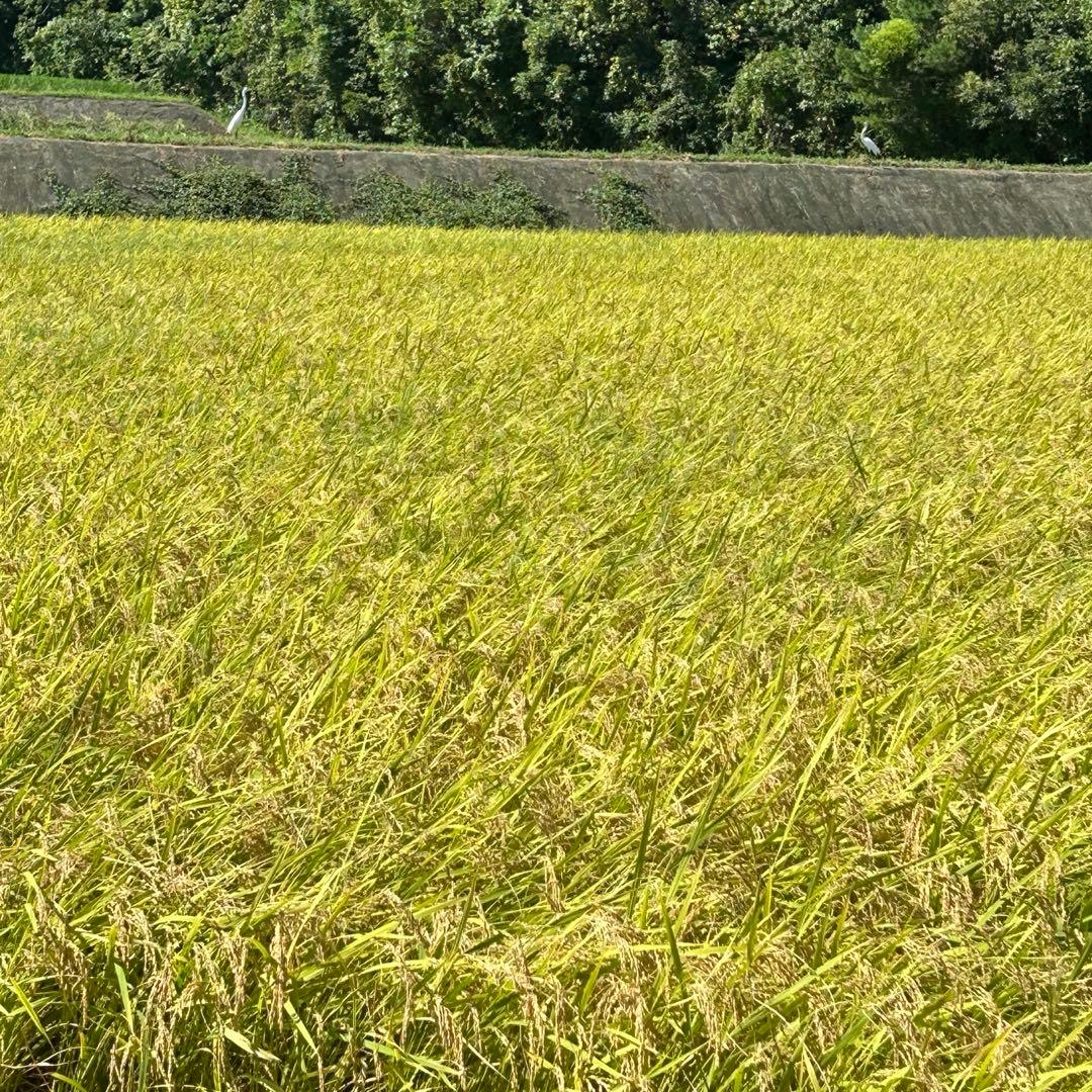 A【新米】令和７年度 香川県産(讃岐米) コシヒカリ 玄米10キロ １袋