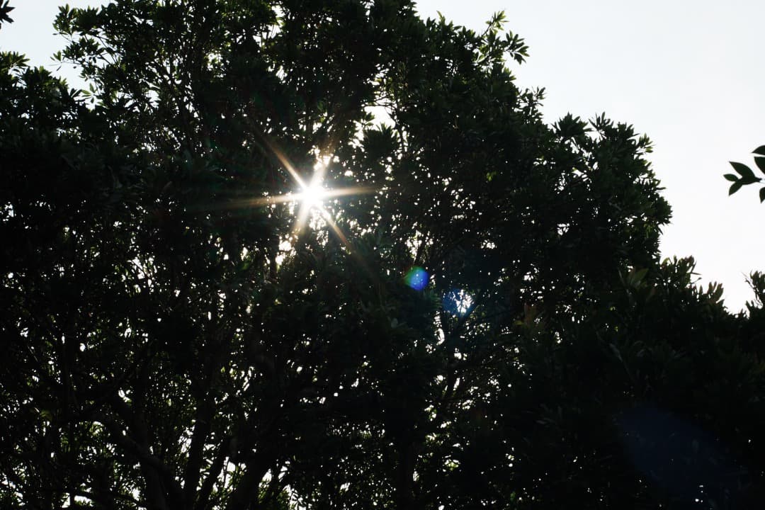 【極美品】動作◎ ニコン Ai Nikkor 50mm F2 990