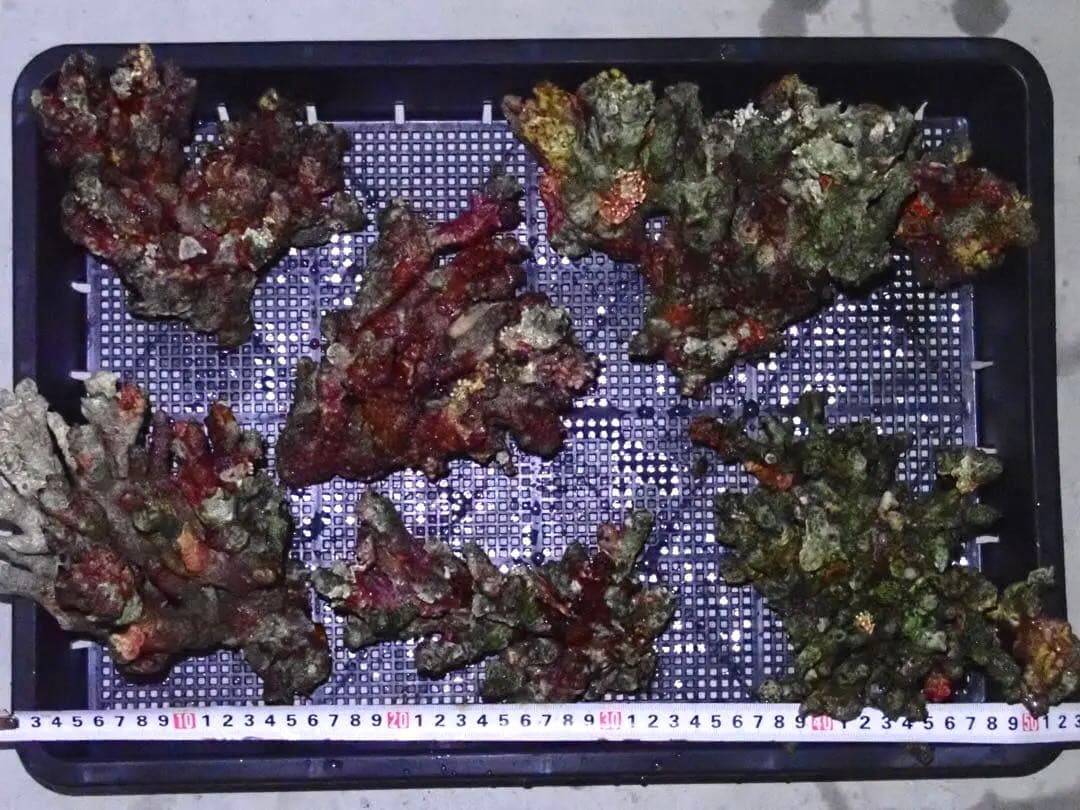 ライブロック　約4.4kg