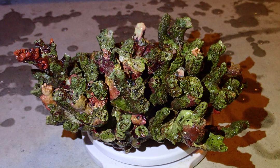 ライブロック　約4.4kg