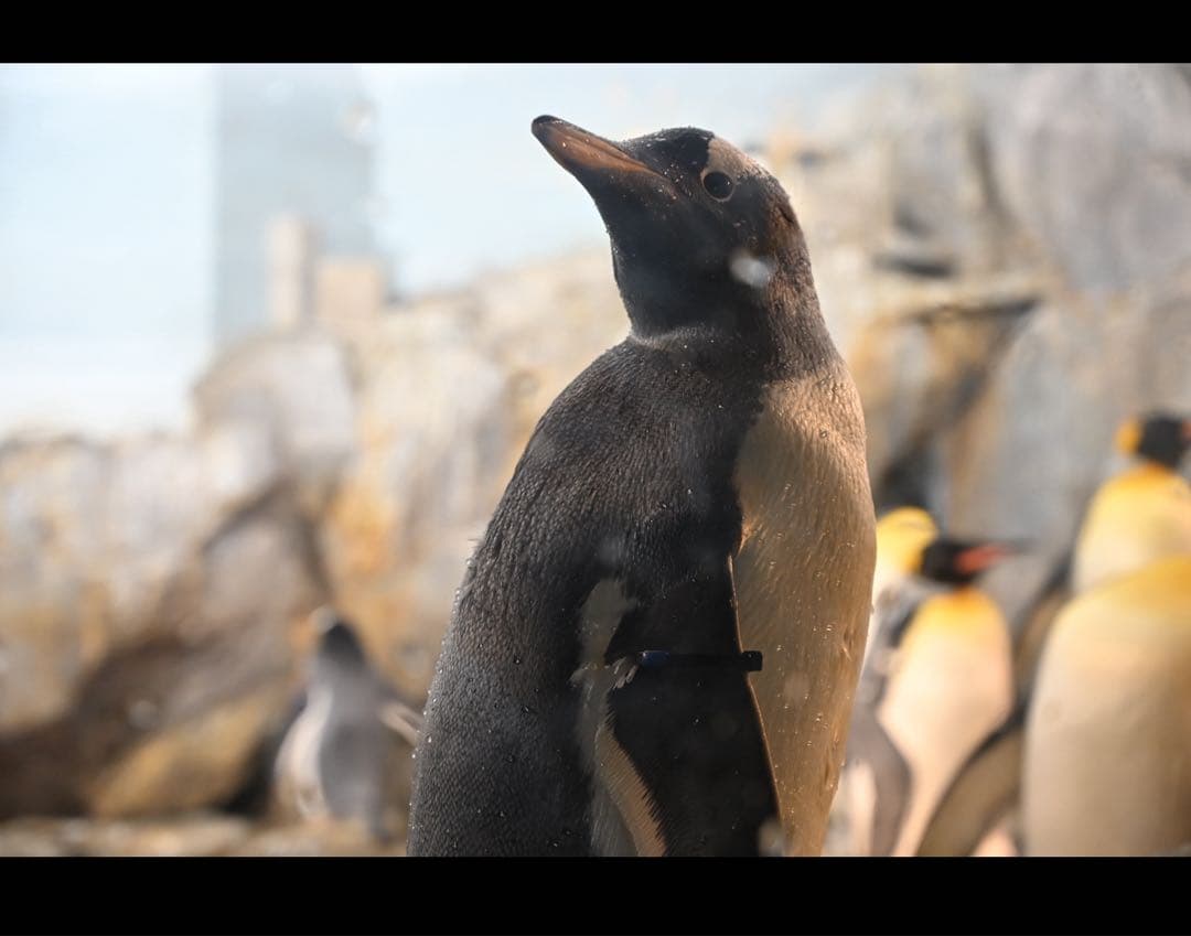 y*n様 【当日発送可】Nikon NIKKOR Z 24-70mm f4S