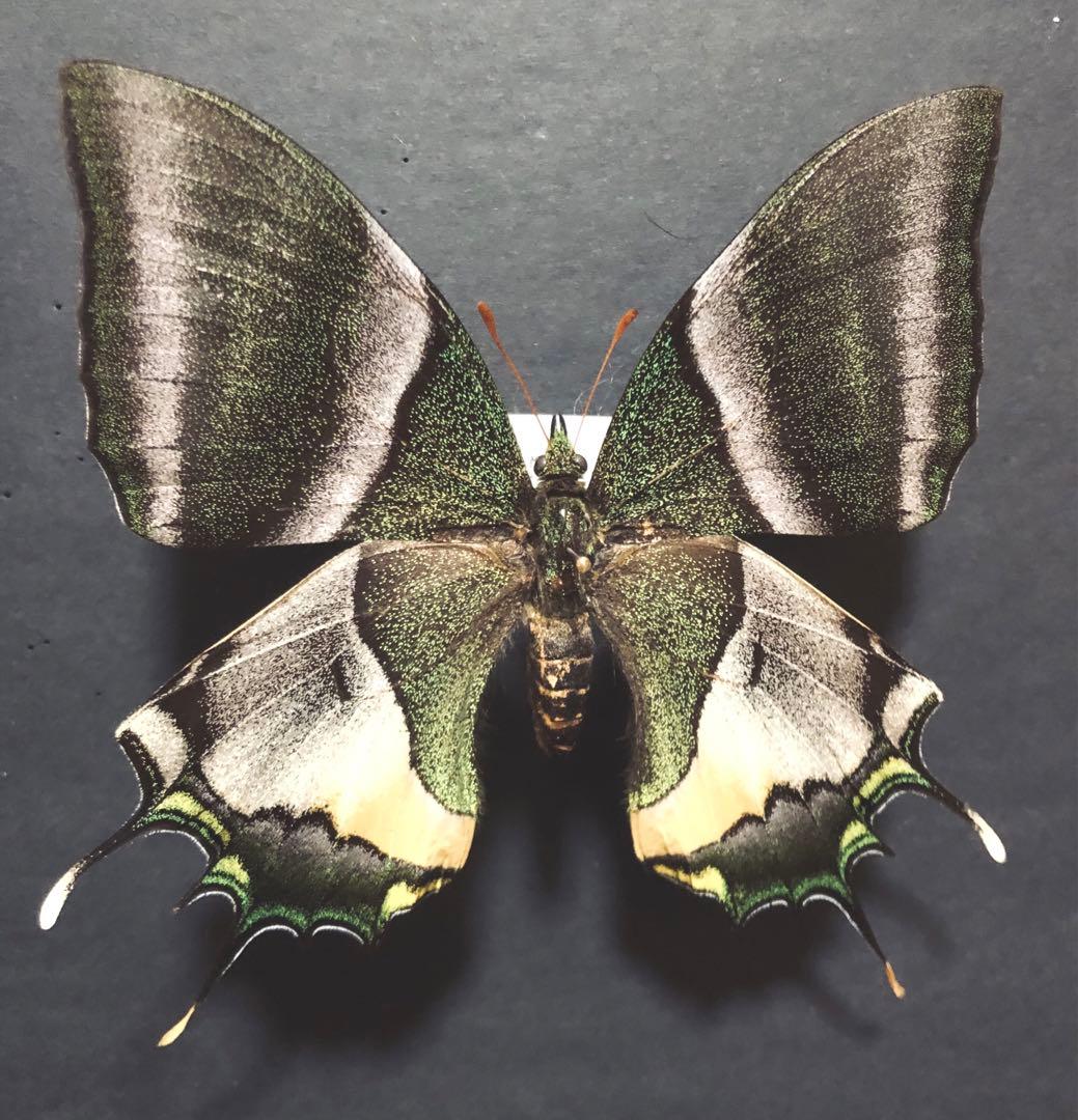 蝶標本　テングアゲハ　ペア