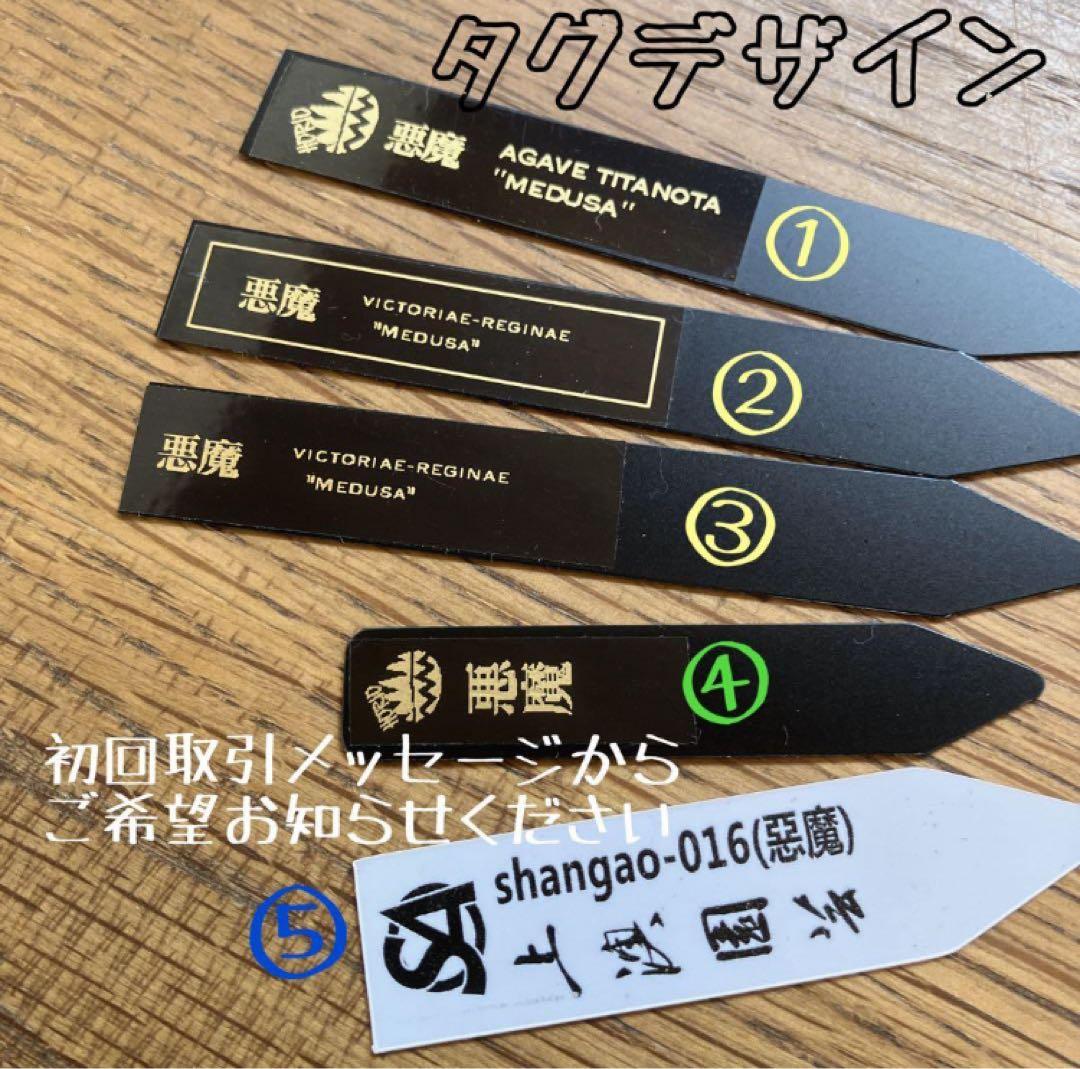 N*u様 【オークション】匿名配送　特大　アガべ　悪魔　TC 上澳園芸　悪魔くん