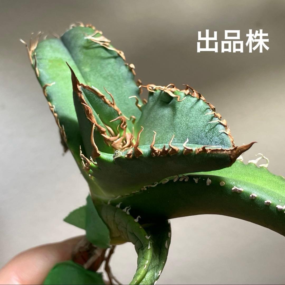 N*u様 【オークション】匿名配送　特大　アガべ　悪魔　TC 上澳園芸　悪魔くん