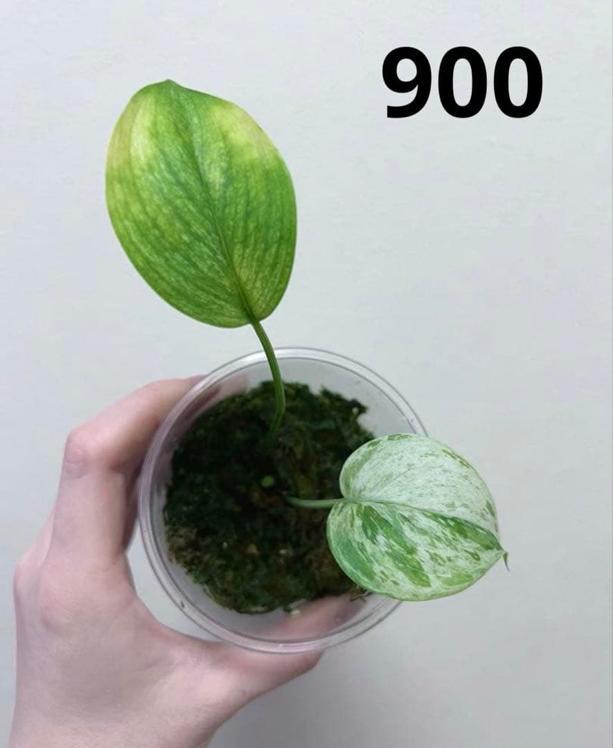 Leno様　おまとめ買い