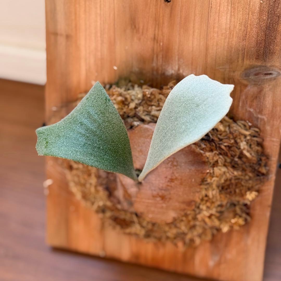 ビカクシダ　ホワイトギズモ　White gizmo