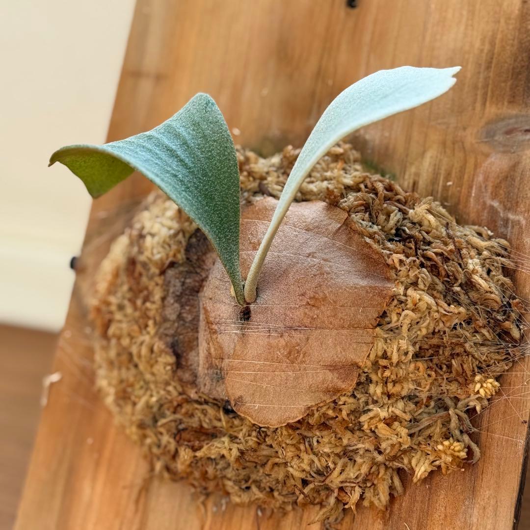 ビカクシダ　ホワイトギズモ　White gizmo