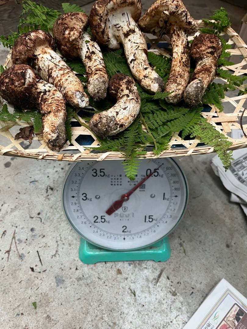 信州産　松茸　500g