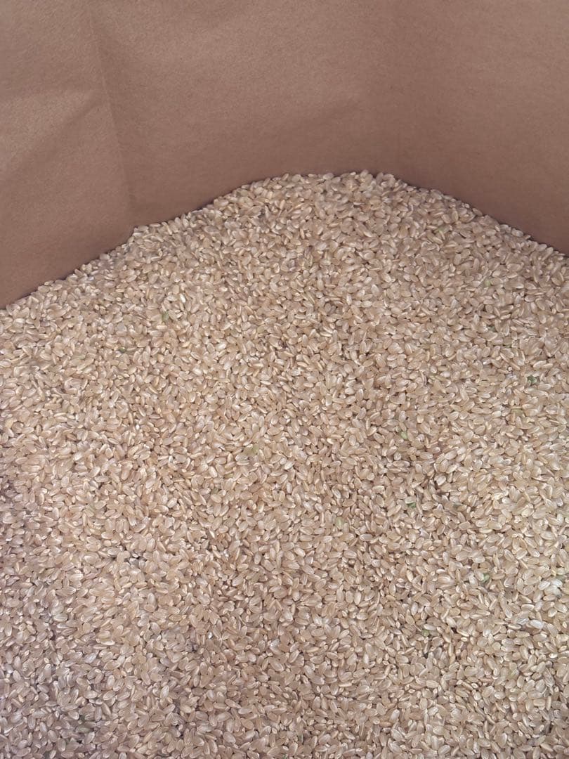 令和7年 新米 コシヒカリ10kg玄米